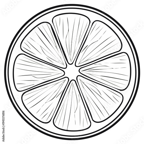 Hand Drawn Outline Illustration of a Fresh Citrus Fruit Slice with Segments
