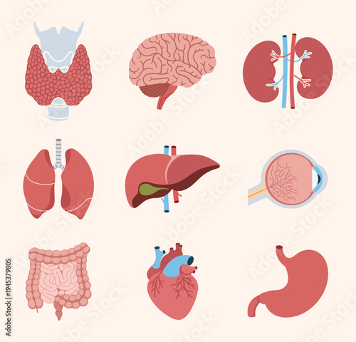 Set of human internal organs including heart, brain, lungs, liver, stomach, kidneys, intestines, eye and thyroid. Vector illustration.