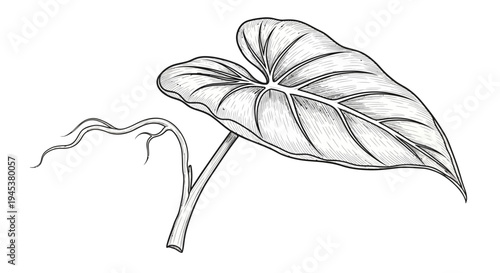 Taro Leaf Sketch