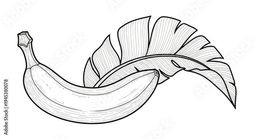 Banana Fruit and Tropical Leaf Sketch