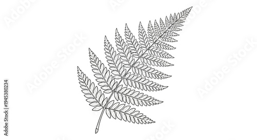 Detailed line drawing of a single fern frond on a white background