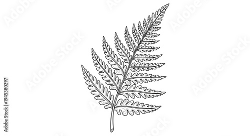 Fern leaf illustration
