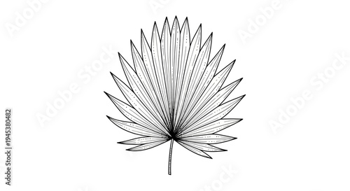Hand-drawn palm leaf illustration on white background
