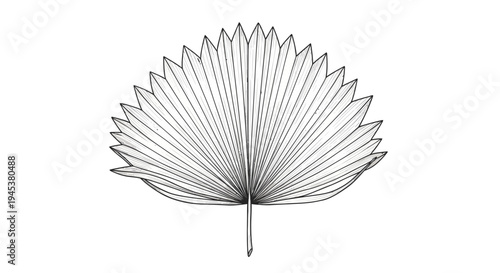 Hand-drawn palm leaf illustration, botanical art, white background