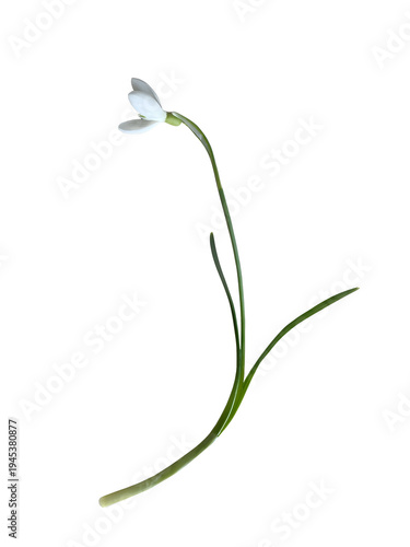 spring snowdrop flower on a transparent background