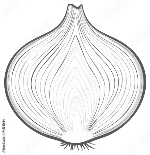 Onion half section sketch shows lines pattern of bulb interior layers vector illustration