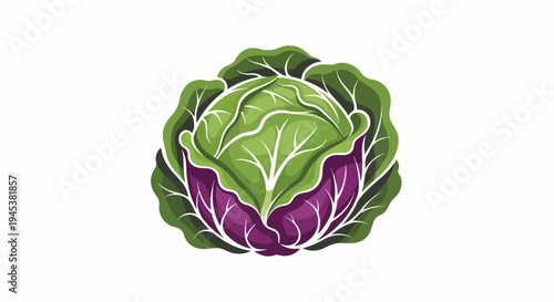 A stylized bicolor cabbage with vibrant green and purple layers
