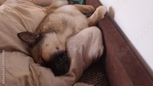 cute dog sleeping on cozy couch at home peaceful pet resting concept