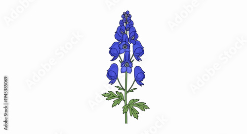 A single tall blue flower with green leaves and a white background