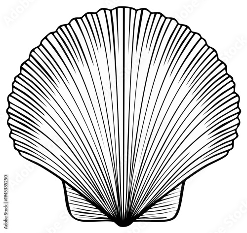 Detailed Line Art Illustration of a Scallop Shell