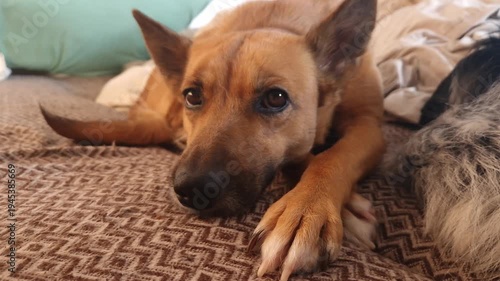cute dog sleeping on cozy couch at home peaceful pet resting concept