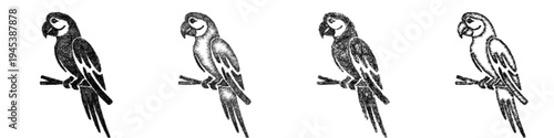 Sketch macaw icon design set