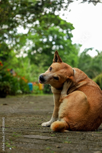 Outdoor Medium Shot of a Domestic Dog Scratching Itself in Park