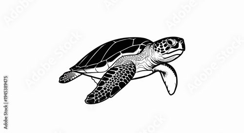 Detailed black and white illustration of a sea turtle swimming (1)