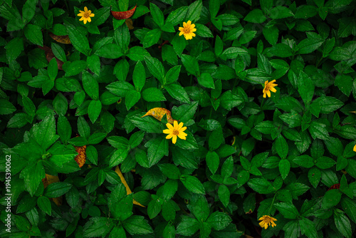 Aerial Detailed Garden of Yellow Creeping Buttercup Flowers and Green Foliage
