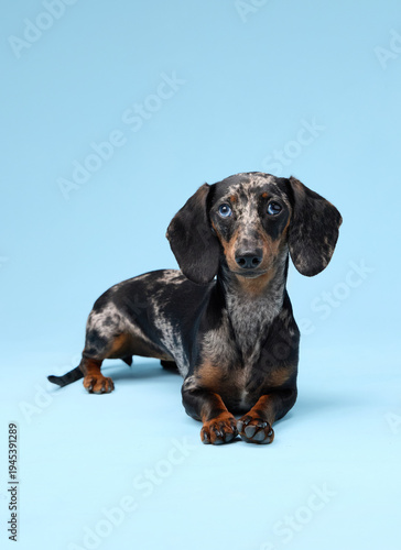 A dachshund lies on the floor with relaxed front legs stretched out. The light blue background adds a cool atmosphere.