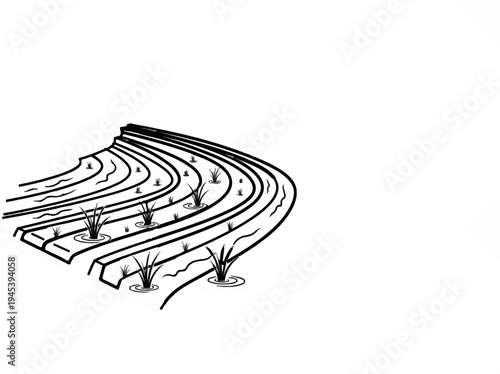 Stylized drawing of tiered water-filled agricultural fields with young plants
