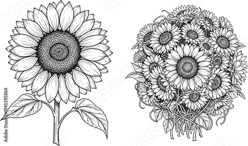 Sunflower bouquet drawing, botanical illustration, black and white floral artwork, detailed flower sketch, blooming sunflower petals, decorative nature inspired design