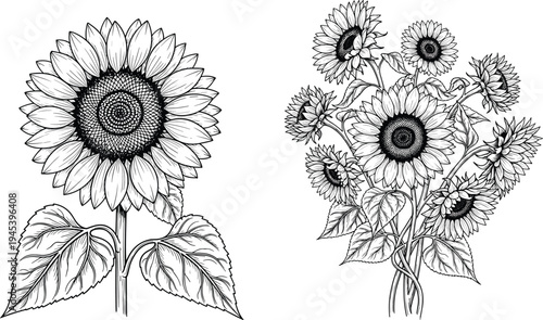 Sunflower bouquet illustration, botanical artwork, black and white drawing, detailed floral design, blooming sunflowers sketch, nature inspired decorative flower art
