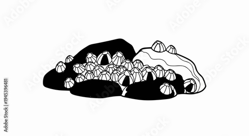 Stylized illustration of a cluster of barnacles attached to rocks