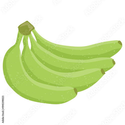 Green unripe banana bunch, fresh tropical fruit vector illustration