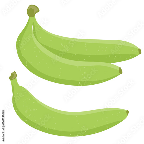 Green unripe bananas and a single green banana fruit, tropical fruit vector illustration