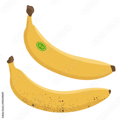 Ripe and overripe banana fruits with brown spots, isolated cartoon tropical fruit vector illustration