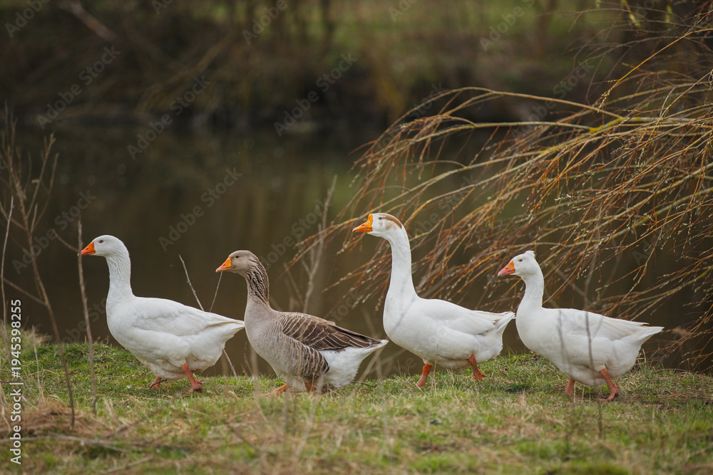Obraz premium Geese walking in single file along pond bank