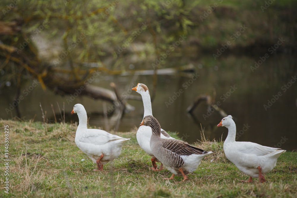 Obraz premium Geese walking on grass near pond water