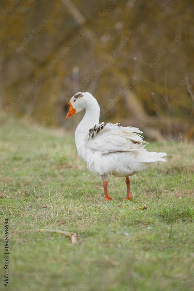 Obraz premium White domestic goose standing in green grass field
