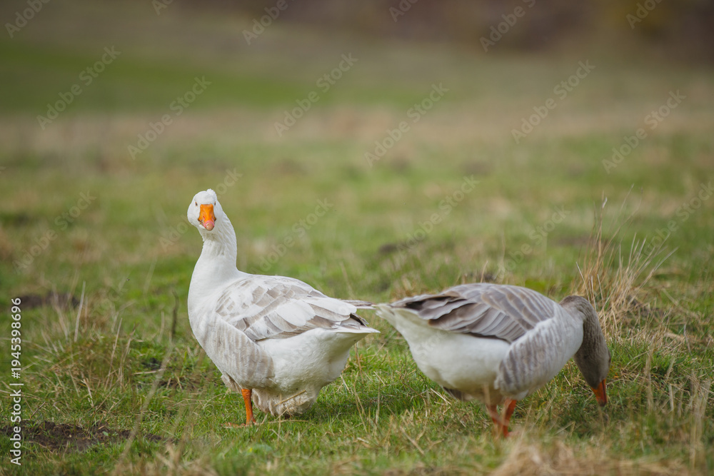 Obraz premium White goose looking curiously at viewer in field