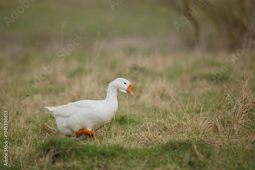 White goose walking outdoors on green pasture
