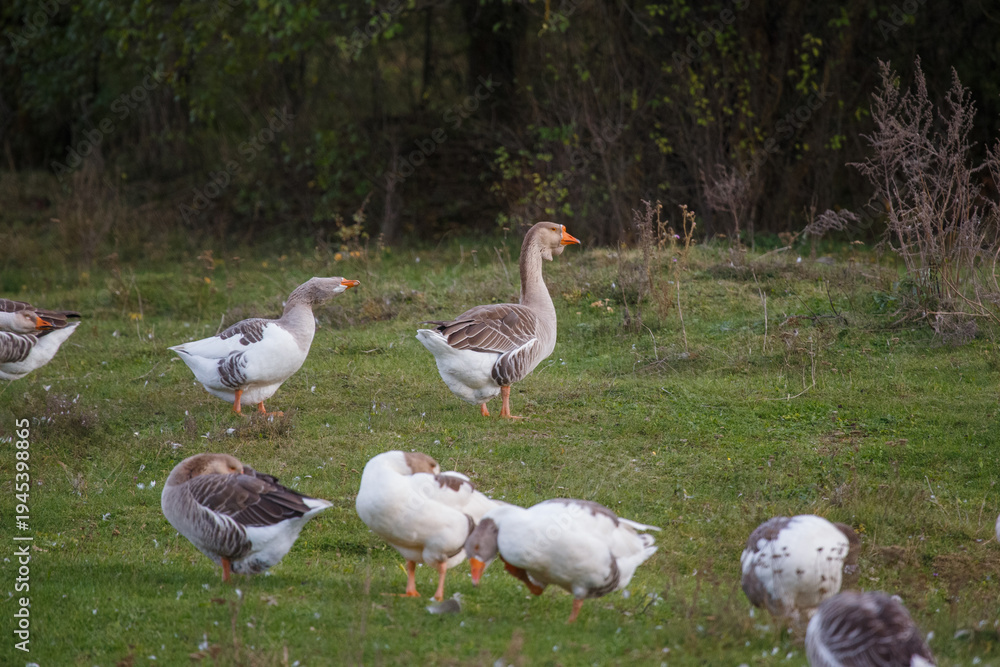 Obraz premium Domestic geese on green pasture