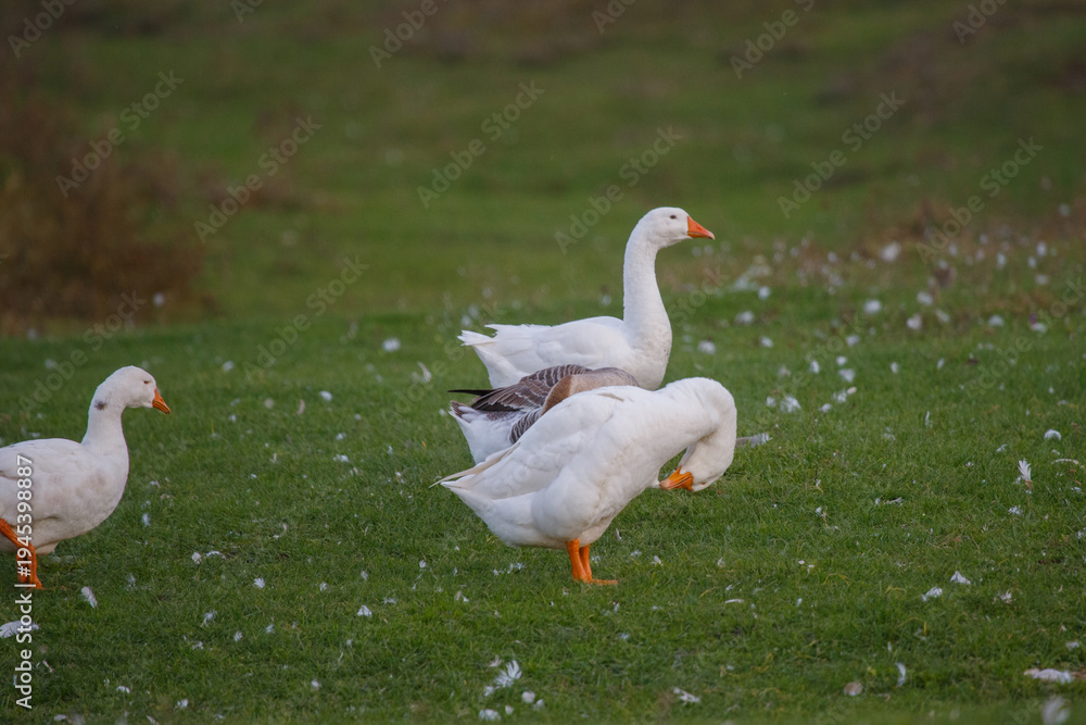 Obraz premium Domestic goose flock walking on green grass