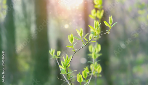 young tree with gentle small green leaves, forest nature sunny abstract background. freshness landscape with new spring tree foliage. beautiful peaceful nature image. spring season