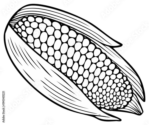 Hand drawn illustration of corn cob with husks. Black and white outline vector drawing of fresh corn with organic texture for farm markets and healthy eating concepts.