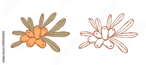 Sea Buckthorn Branch Set. Colored and Line Art Botanical Plant. Isolated Berries and Leaves hand-drawn on White. Coloring page. Vector illustration