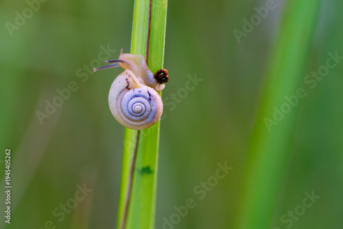 Foto Gemeine Heideschnecke (Helicella itala)