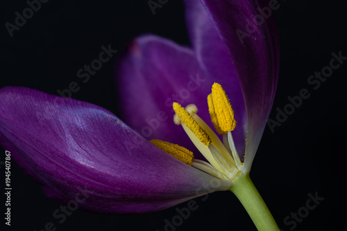 Macro image of a purple tulip's intricate pistil and stamens.