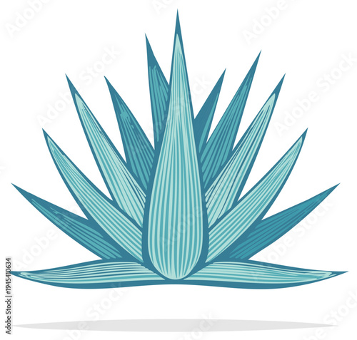 Stylized blue agave plant illustration with spiky succulent leaves in a botanical graphic design