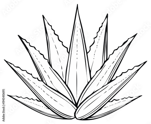 Agave Plant Line Art Illustration Tropical Desert Plant Sketch Isolated Style