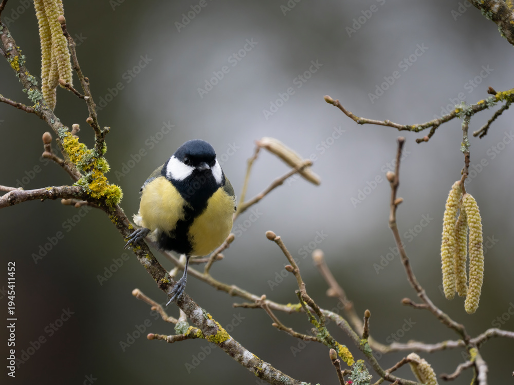 Obraz premium Kohlmeise (Parus major) 