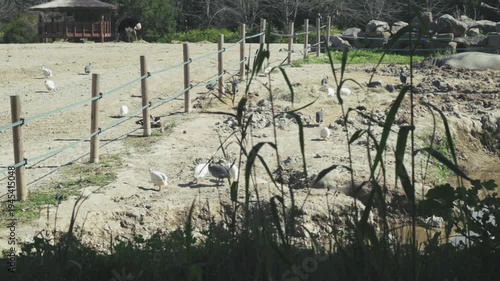 Ostriches and birds moving across wide wildlife park habitat. Natural safari environment filmed in daylight with calm atmosphere. Authentic real wildlife footage, not AI generated.