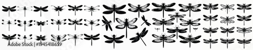 Vector set image silhouette of dragonfly