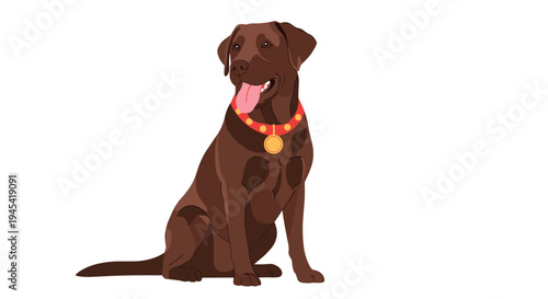 Loyal chocolate Labrador Retriever dog sitting calmly and wearing a red collar with a gold medal on a white background.