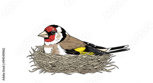 European goldfinch with colorful plumage is sitting comfortably inside its meticulously woven nest made of dry grass and twigs.