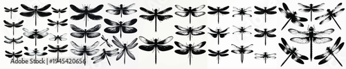 Vector set image silhouette of dragonfly