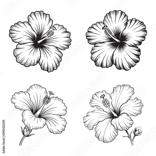 Four detailed hibiscus flower illustrations presented in a striking black silhouette high-quality professional modern elegant