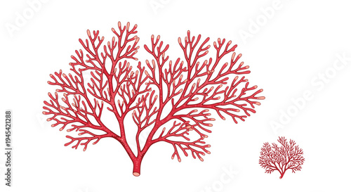 Detailed illustration of a vibrant red sea coral branch shown in two different sizes against a stark white background for contrast.