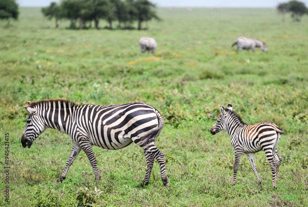 Obraz premium Plains Zebra Mare and Foal Grazing in African Savanna